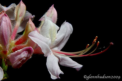 آزالیای ساحلی